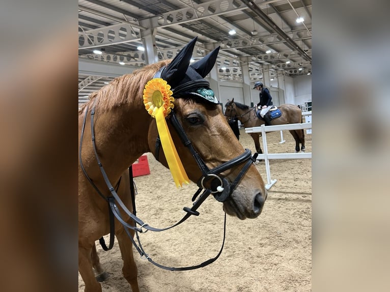 Irish Sport Horse Stute 7 Jahre 168 cm Dunkelfuchs in Blackburn