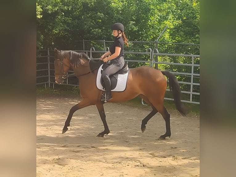 Irish Sport Horse Stute 7 Jahre 170 cm Brauner in Lage