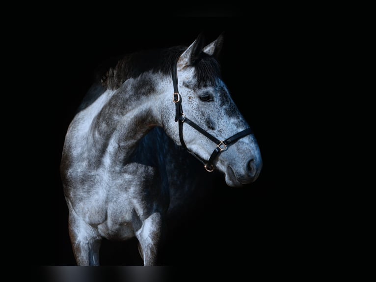 Irish Sport Horse Stute 7 Jahre 172 cm Apfelschimmel in Parkentin