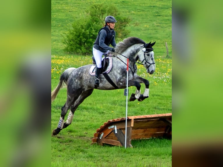 Irish Sport Horse Stute 7 Jahre 172 cm Apfelschimmel in Parkentin