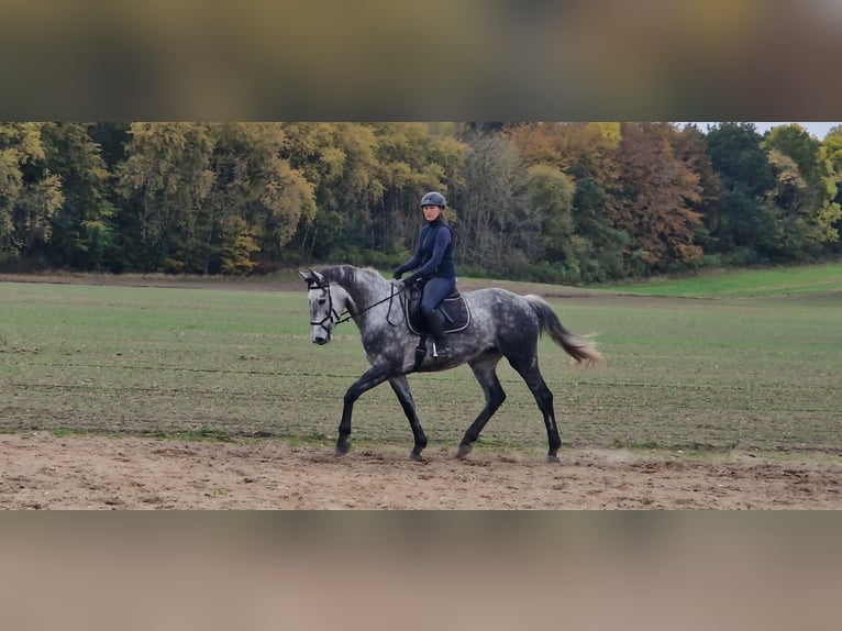 Irish Sport Horse Stute 7 Jahre 172 cm Apfelschimmel in Parkentin