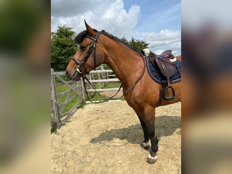 Irish Sport Horse Stute 8 Jahre 144 cm Brauner in Bogaarden