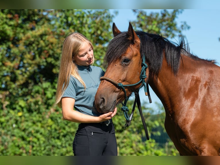 Irish Sport Horse Stute 8 Jahre 144 cm Brauner in Bogaarden