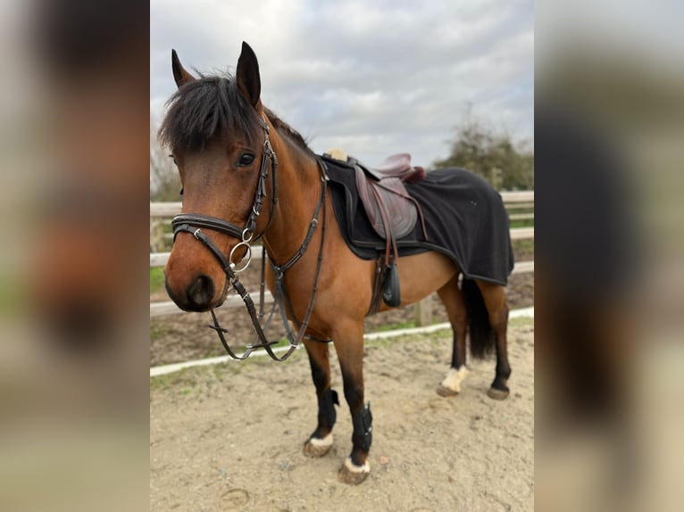 Irish Sport Horse Stute 8 Jahre 144 cm Brauner in Bogaarden