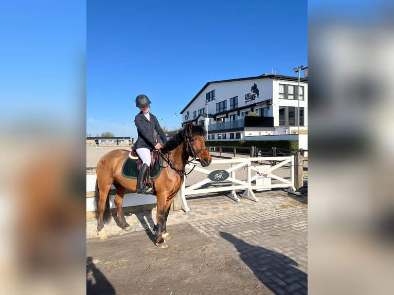 Irish Sport Horse Stute 8 Jahre 144 cm Brauner in Bogaarden