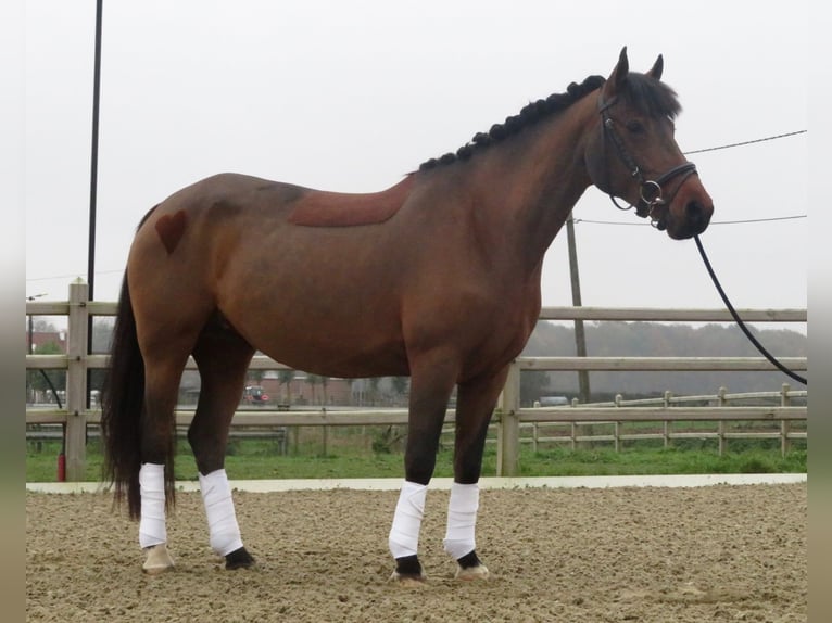 Irish Sport Horse Stute 8 Jahre 144 cm Brauner in Bogaarden