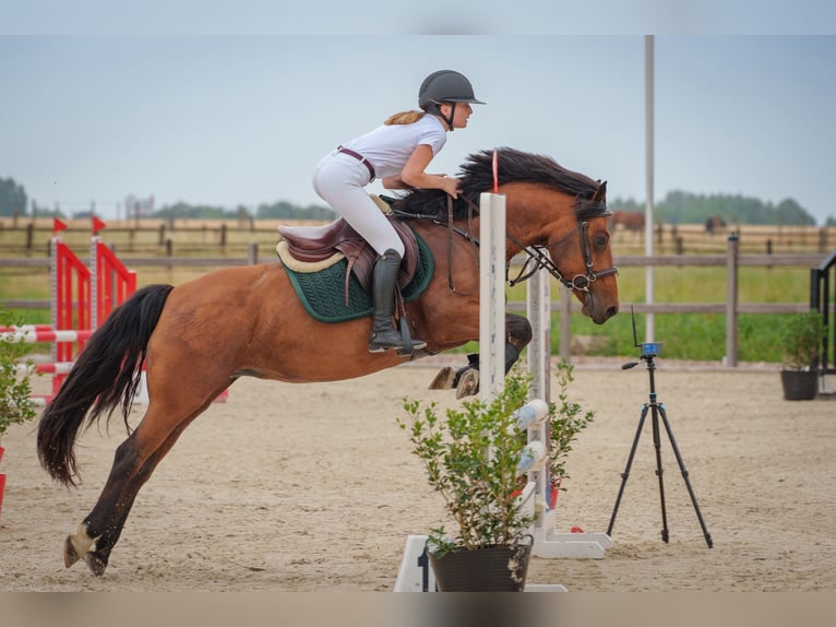 Irish Sport Horse Stute 8 Jahre 144 cm Brauner in Bogaarden