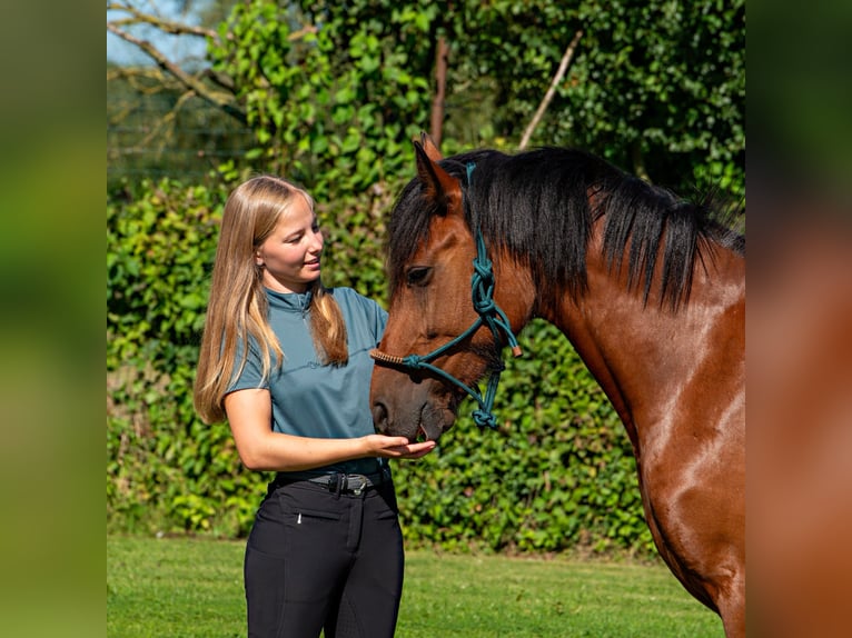 Irish Sport Horse Stute 8 Jahre 144 cm Brauner in Bogaarden