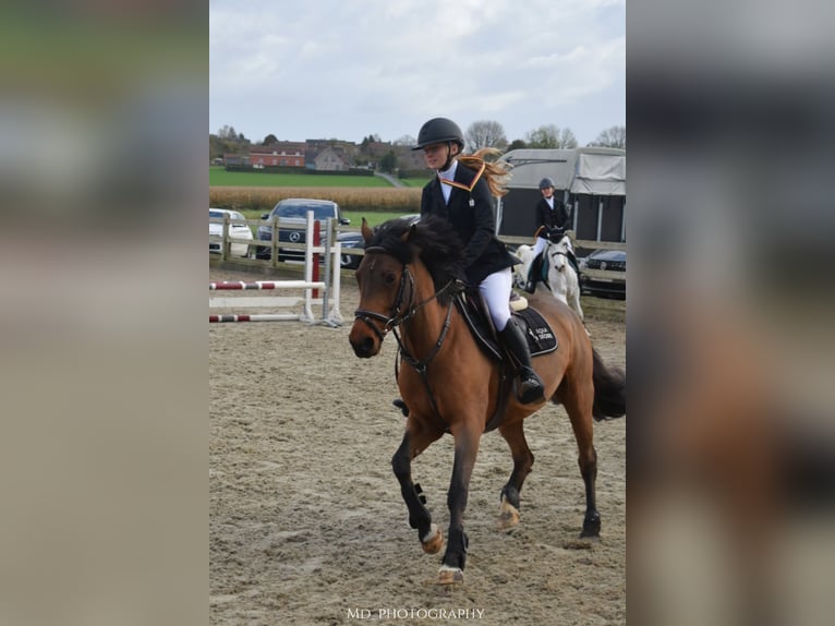 Irish Sport Horse Stute 8 Jahre 144 cm Brauner in Bogaarden