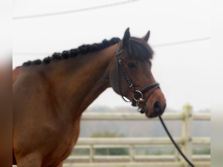 Irish Sport Horse Stute 8 Jahre 144 cm Brauner in Bogaarden