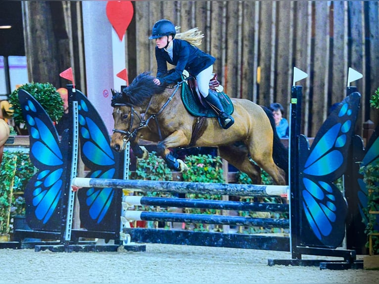Irish Sport Horse Stute 8 Jahre 144 cm Brauner in Bogaarden