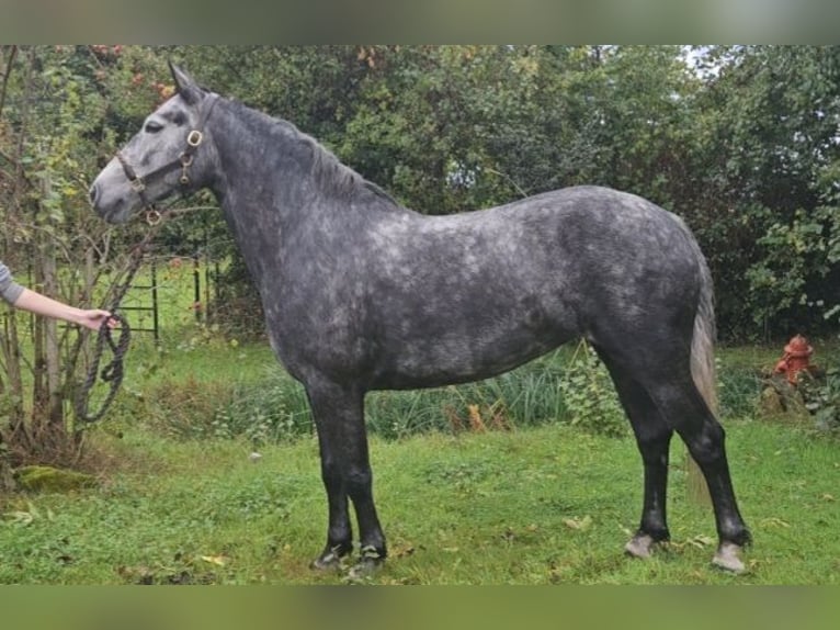 Irish Sport Horse Stute 8 Jahre 148 cm Schimmel in Glenbrien