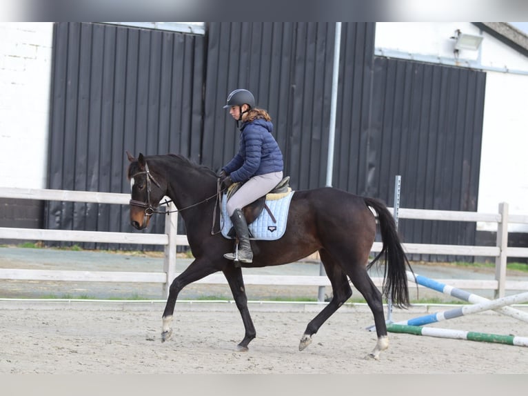 Irish Sport Horse Stute 8 Jahre 162 cm Brauner in Bogaarden Irish Sport Horse Stute 8 Jahre 162 cm Brauner in Bogaarden