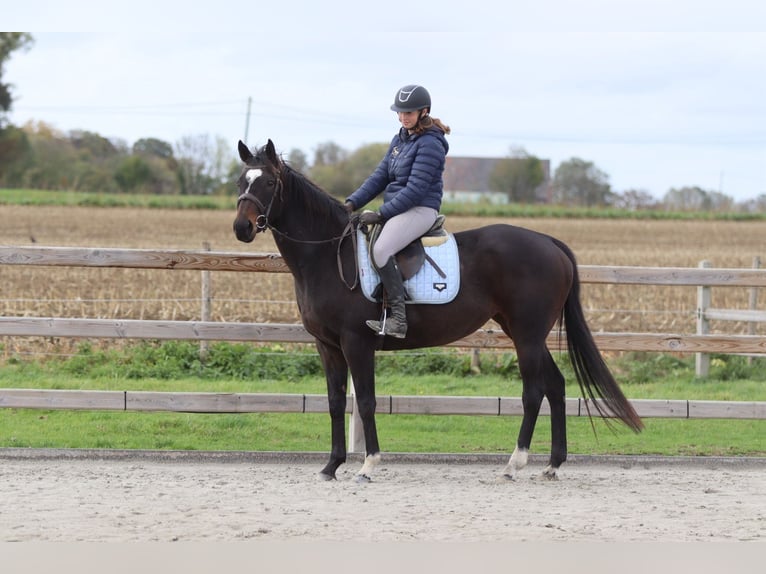 Irish Sport Horse Stute 8 Jahre 162 cm Brauner in Bogaarden Irish Sport Horse Stute 8 Jahre 162 cm Brauner in Bogaarden