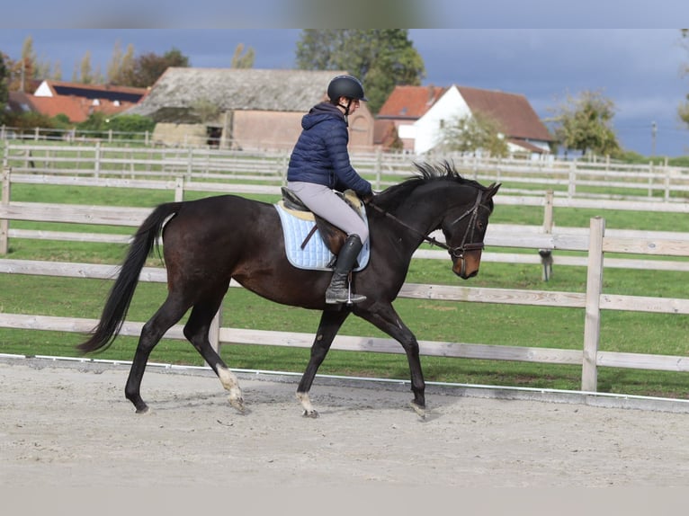 Irish Sport Horse Stute 8 Jahre 162 cm Brauner in Bogaarden Irish Sport Horse Stute 8 Jahre 162 cm Brauner in Bogaarden