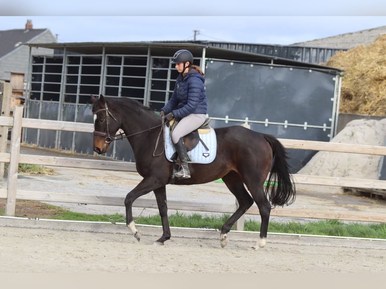 Irish Sport Horse Stute 8 Jahre 162 cm Brauner in Bogaarden Irish Sport Horse Stute 8 Jahre 162 cm Brauner in Bogaarden