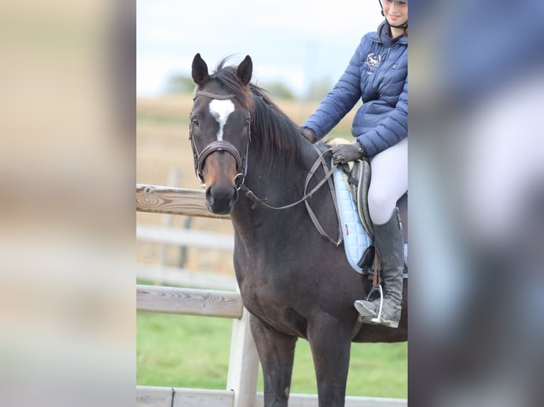 Irish Sport Horse Stute 8 Jahre 162 cm Brauner in Bogaarden Irish Sport Horse Stute 8 Jahre 162 cm Brauner in Bogaarden