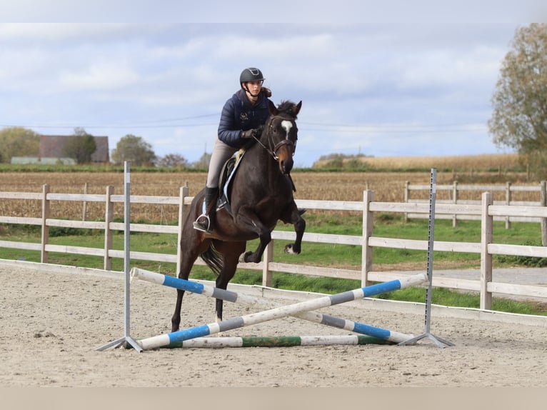Irish Sport Horse Stute 8 Jahre 162 cm Brauner in Bogaarden Irish Sport Horse Stute 8 Jahre 162 cm Brauner in Bogaarden