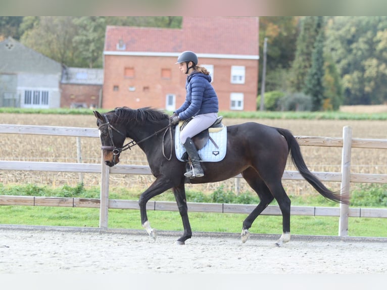 Irish Sport Horse Stute 8 Jahre 162 cm Brauner in Bogaarden Irish Sport Horse Stute 8 Jahre 162 cm Brauner in Bogaarden