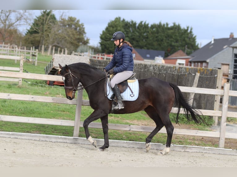 Irish Sport Horse Stute 8 Jahre 162 cm Brauner in Bogaarden Irish Sport Horse Stute 8 Jahre 162 cm Brauner in Bogaarden