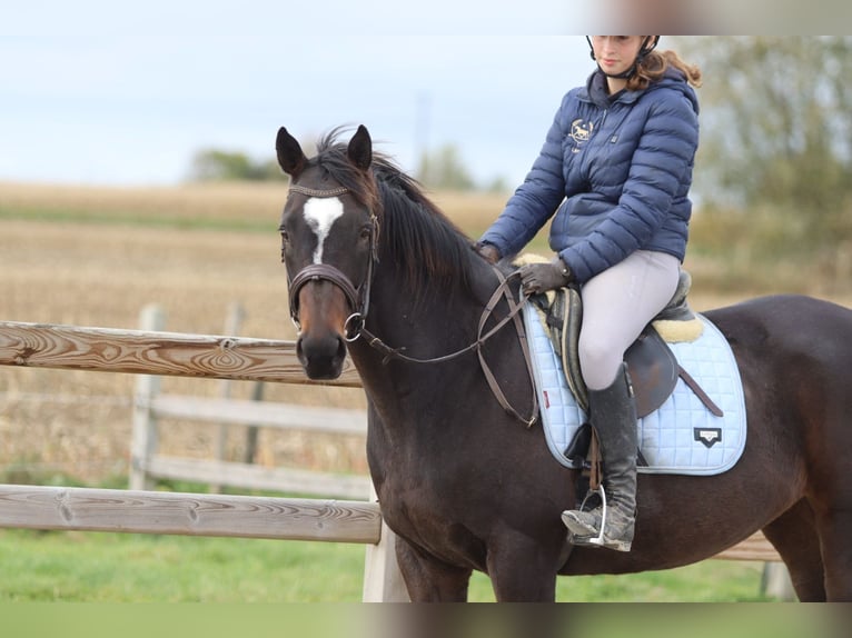 Irish Sport Horse Stute 8 Jahre 162 cm Brauner in Bogaarden Irish Sport Horse Stute 8 Jahre 162 cm Brauner in Bogaarden