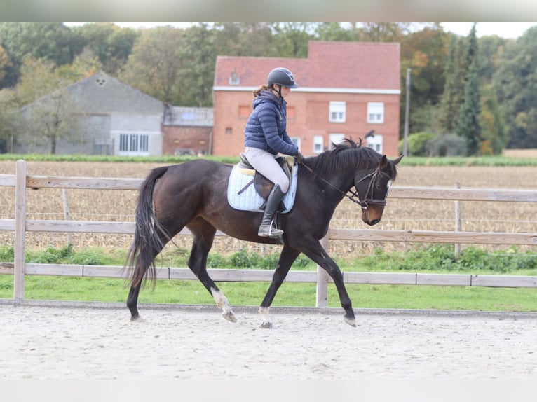 Irish Sport Horse Stute 8 Jahre 162 cm Brauner in Bogaarden Irish Sport Horse Stute 8 Jahre 162 cm Brauner in Bogaarden