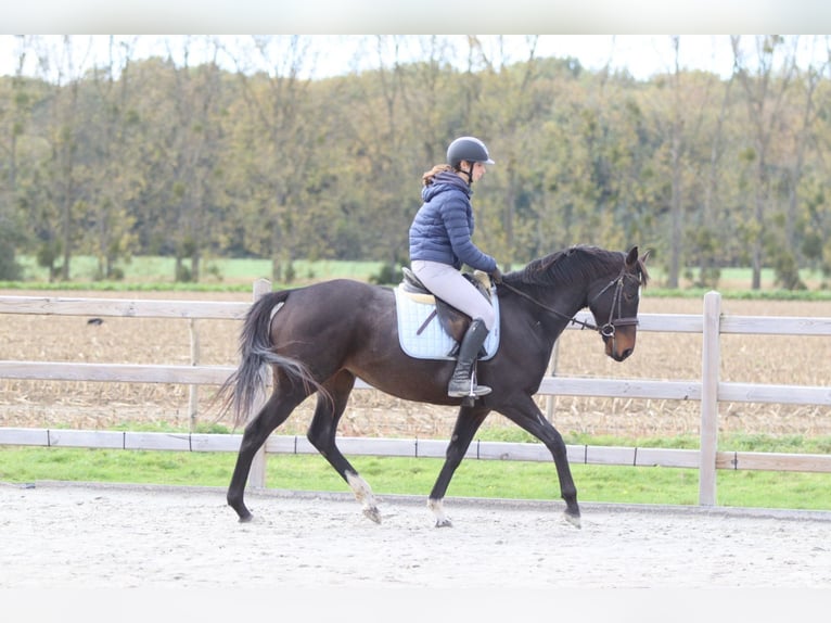 Irish Sport Horse Stute 8 Jahre 162 cm Brauner in Bogaarden Irish Sport Horse Stute 8 Jahre 162 cm Brauner in Bogaarden