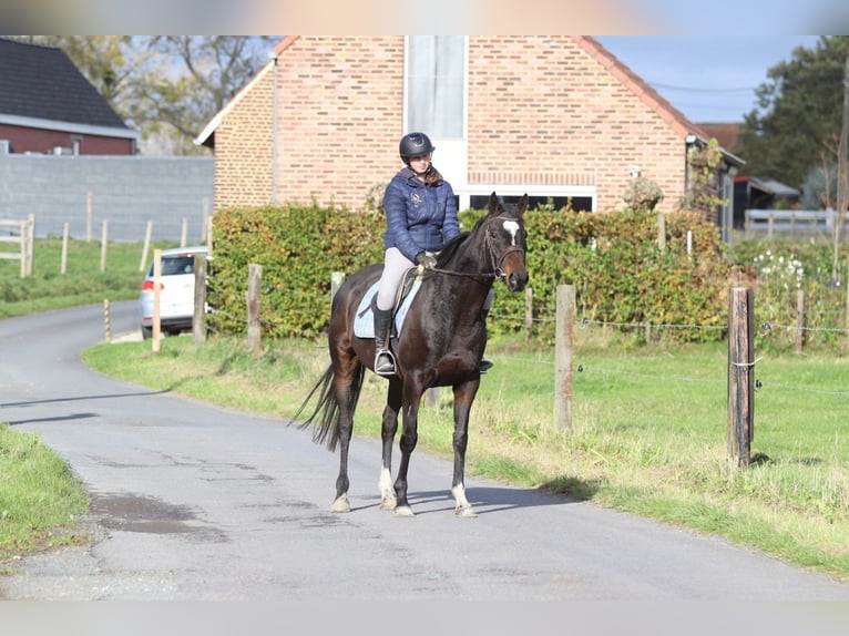 Irish Sport Horse Stute 8 Jahre 162 cm Brauner in Bogaarden Irish Sport Horse Stute 8 Jahre 162 cm Brauner in Bogaarden