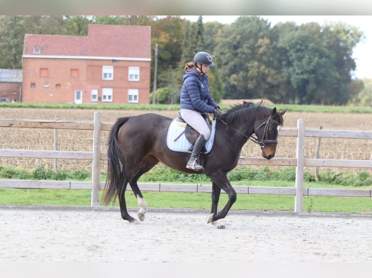 Irish Sport Horse Stute 8 Jahre 162 cm Brauner in Bogaarden Irish Sport Horse Stute 8 Jahre 162 cm Brauner in Bogaarden