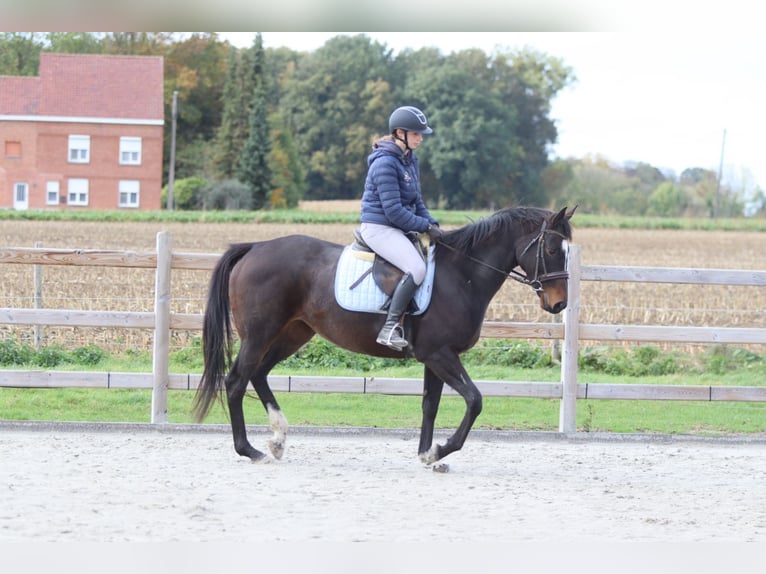 Irish Sport Horse Stute 8 Jahre 162 cm Brauner in Bogaarden Irish Sport Horse Stute 8 Jahre 162 cm Brauner in Bogaarden