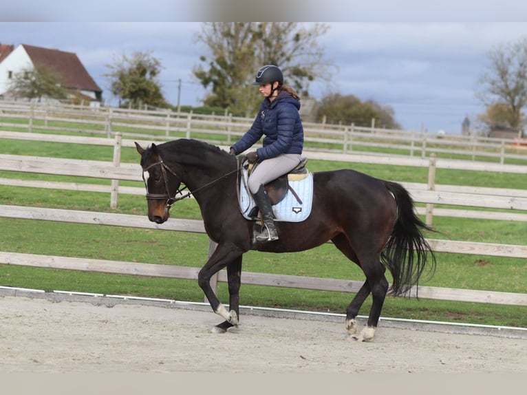 Irish Sport Horse Stute 8 Jahre 162 cm Brauner in Bogaarden Irish Sport Horse Stute 8 Jahre 162 cm Brauner in Bogaarden