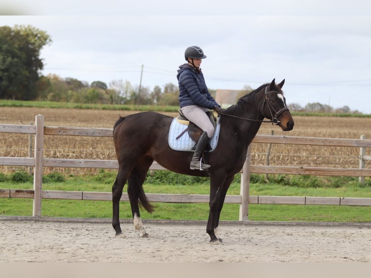 Irish Sport Horse Stute 8 Jahre 162 cm Brauner in Bogaarden Irish Sport Horse Stute 8 Jahre 162 cm Brauner in Bogaarden