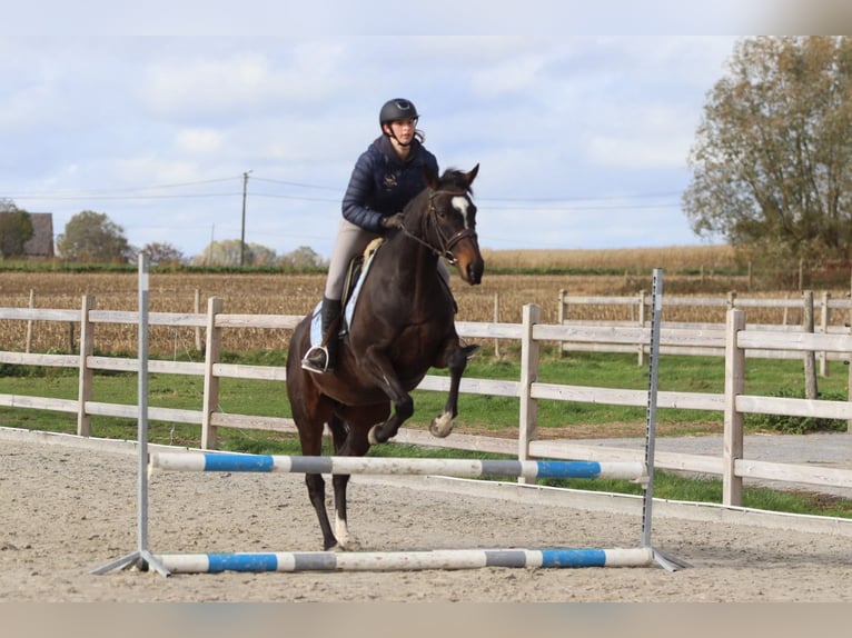 Irish Sport Horse Stute 8 Jahre 162 cm Brauner in Bogaarden Irish Sport Horse Stute 8 Jahre 162 cm Brauner in Bogaarden