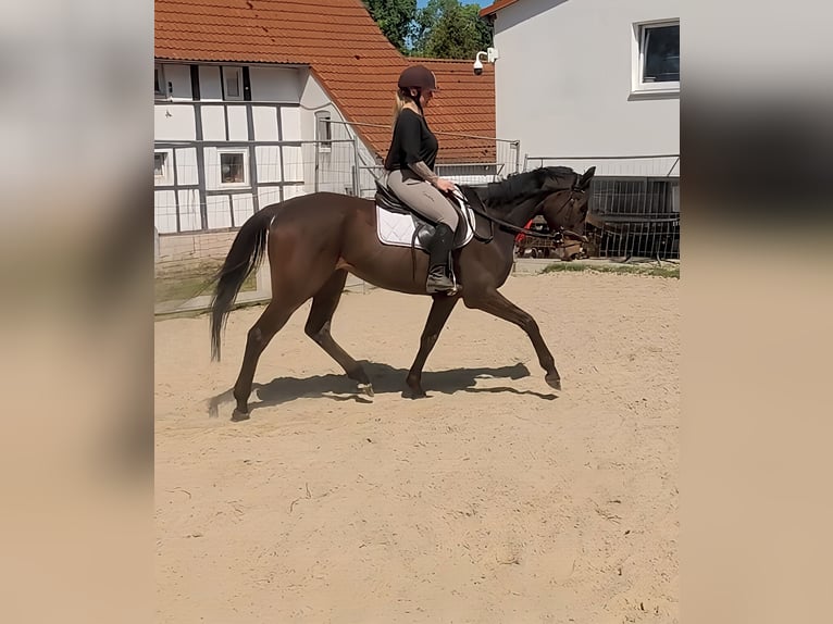 Irish Sport Horse Stute 8 Jahre 162 cm Brauner in Lage Irish Sport Horse Stute 8 Jahre 162 cm Brauner in Lage