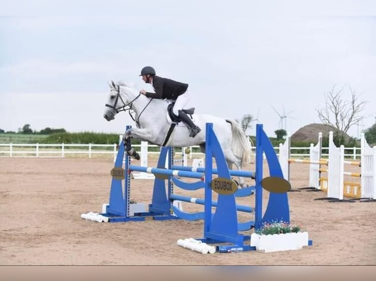 Irish Sport Horse Stute 8 Jahre 162 cm Schimmel in Melton Mowbray