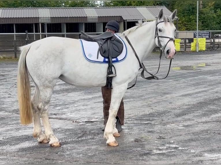 Irish Sport Horse Stute 8 Jahre 163 cm Schimmel in London