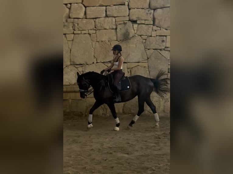 Irish Sport Horse Stute 8 Jahre 165 cm Dunkelbrauner in Luqa