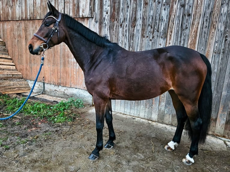 Irish Sport Horse Stute 8 Jahre 165 cm Dunkelbrauner in Bronschhofen