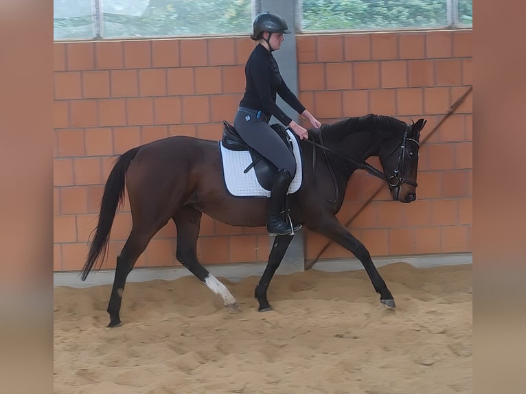 Irish Sport Horse Stute 8 Jahre 165 cm Schwarzbrauner in Lage