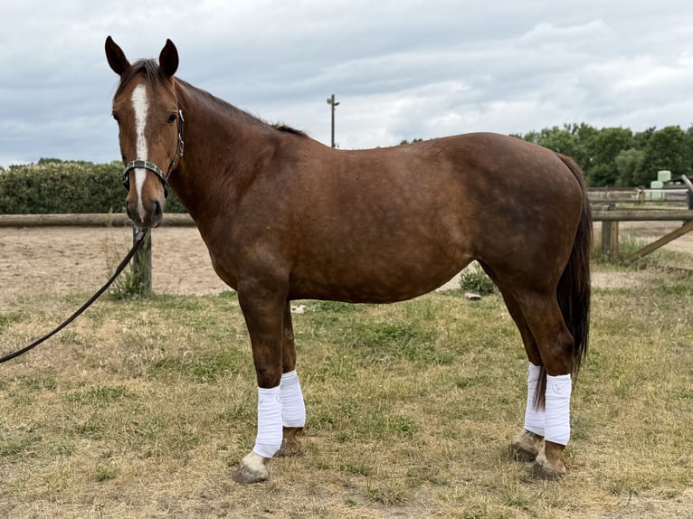 Irish Sport Horse Stute 8 Jahre 168 cm Dunkelfuchs in Trebbin