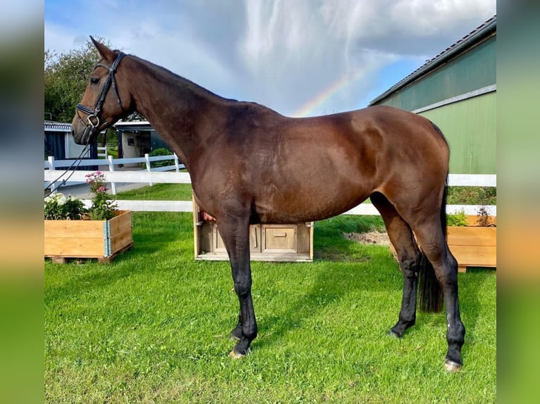 Irish Sport Horse Stute 8 Jahre 169 cm Brauner in Lindewitt