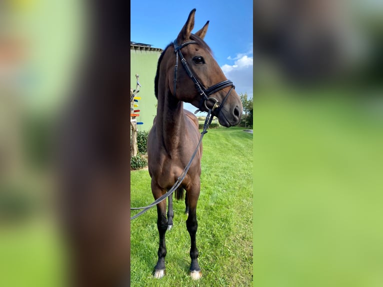 Irish Sport Horse Stute 8 Jahre 169 cm Brauner in Lindewitt