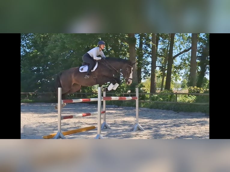 Irish Sport Horse Stute 8 Jahre 174 cm Schwarzbrauner in Salzhausen