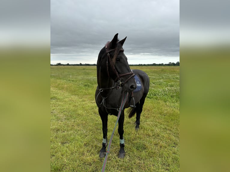 Irish Sport Horse Stute 9 Jahre 146 cm Schwarzbrauner in Groß Buchwald