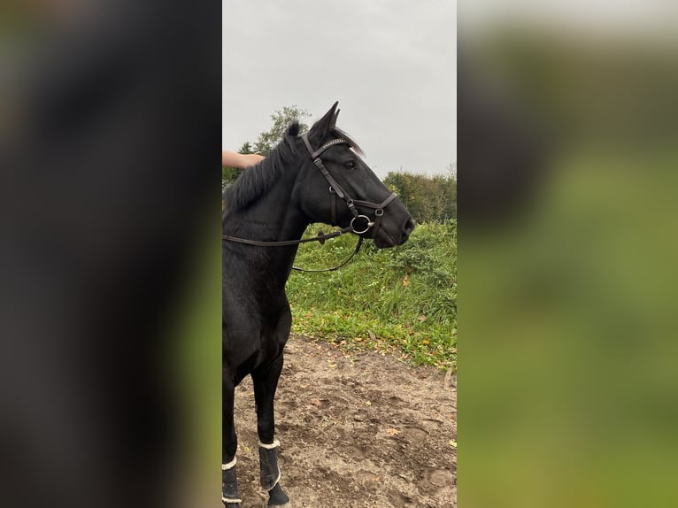 Irish Sport Horse Stute 9 Jahre 146 cm Schwarzbrauner in Groß Buchwald