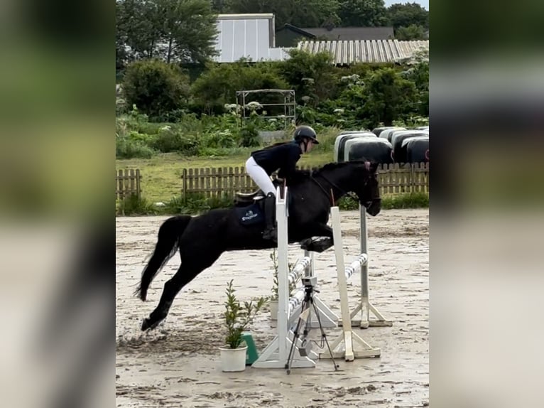 Irish Sport Horse Stute 9 Jahre 146 cm Schwarzbrauner in Groß Buchwald