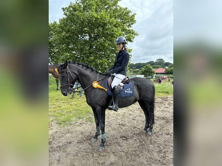 Irish Sport Horse Stute 9 Jahre 146 cm Schwarzbrauner in Groß Buchwald