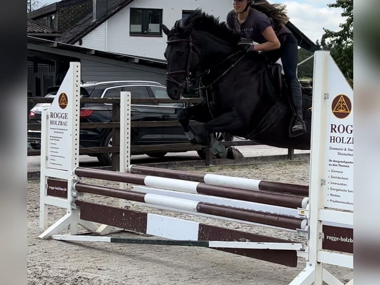 Irish Sport Horse Stute 9 Jahre 146 cm Schwarzbrauner in Groß Buchwald