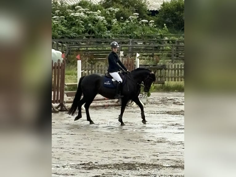 Irish Sport Horse Stute 9 Jahre 146 cm Schwarzbrauner in Groß Buchwald