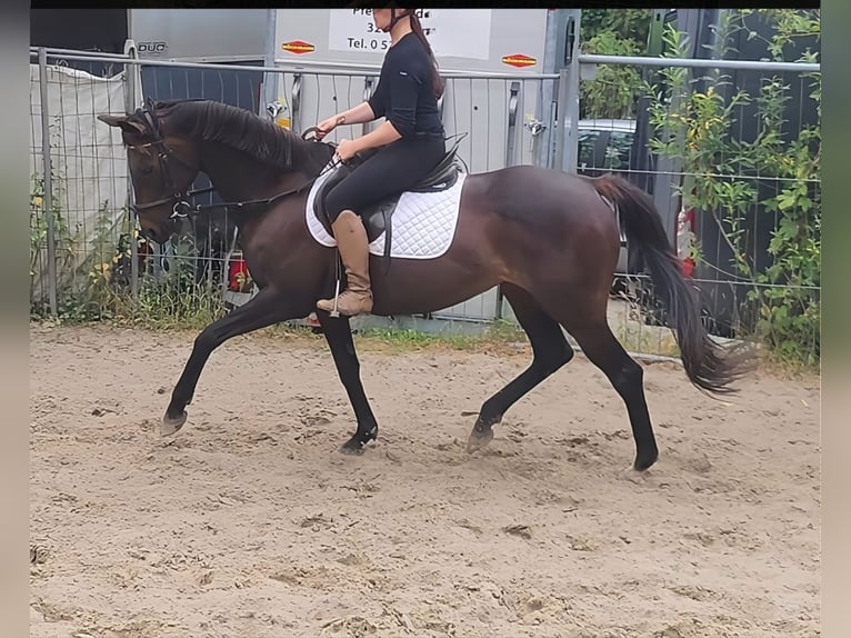 Irish Sport Horse Stute 9 Jahre 152 cm Brauner in Lage